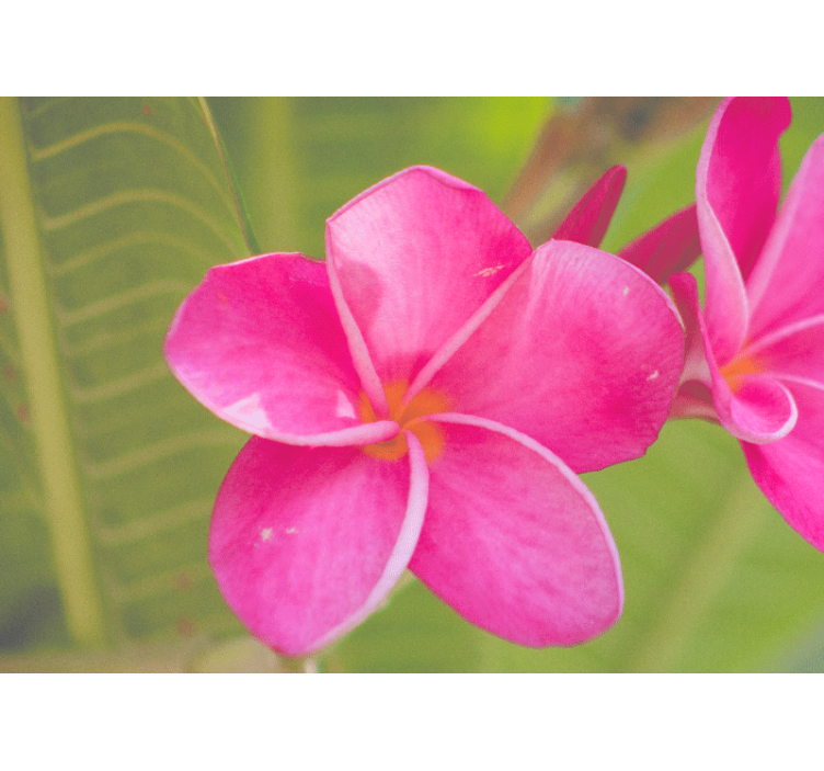 花 柄 壁画 ピンクの花柄アクセント - TENSTICKERS