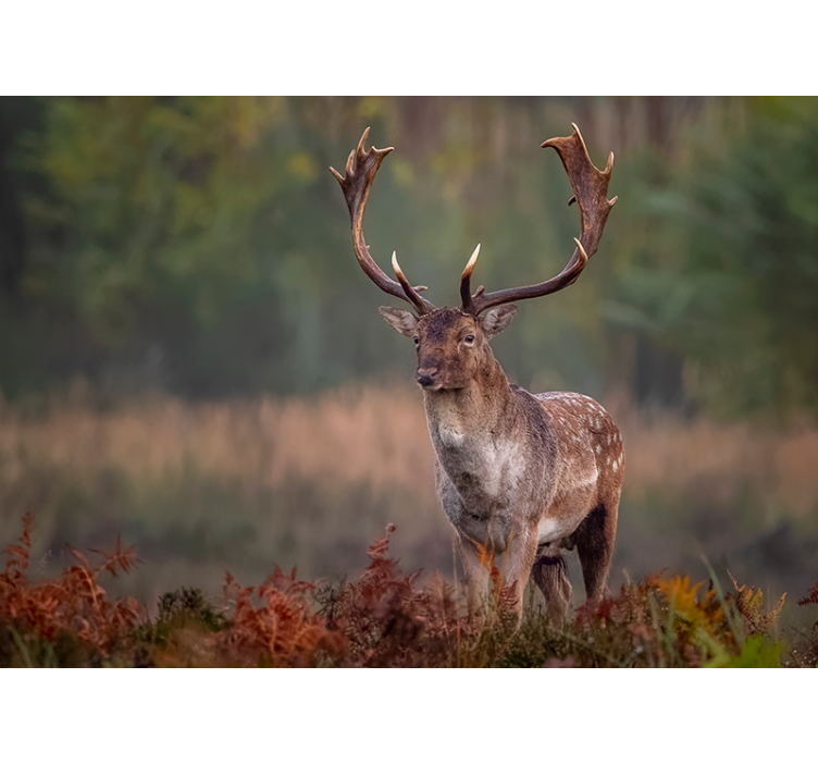 動物 壁画 威厳ある鹿の存在 - TENSTICKERS