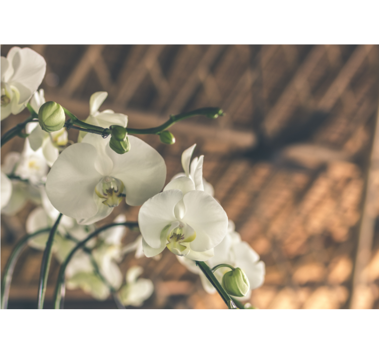 蘭 壁画 優雅な蘭の花々 - TENSTICKERS