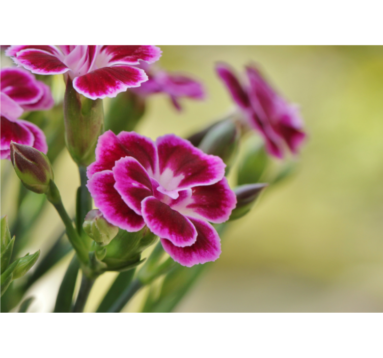 ケシの壁の壁画花の喜び - TENSTICKERS