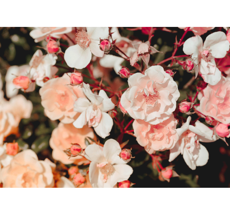 花 柄 壁画 蕾咲くバラの花びら - TENSTICKERS