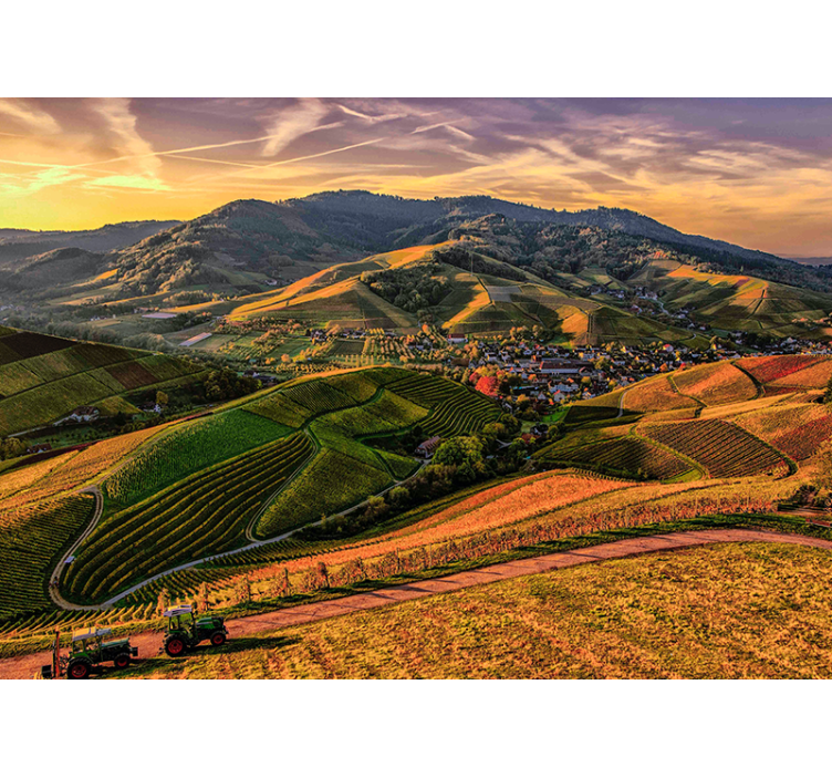 風景壁壁画 豊かなぶどう畑の景色 - TENSTICKERS