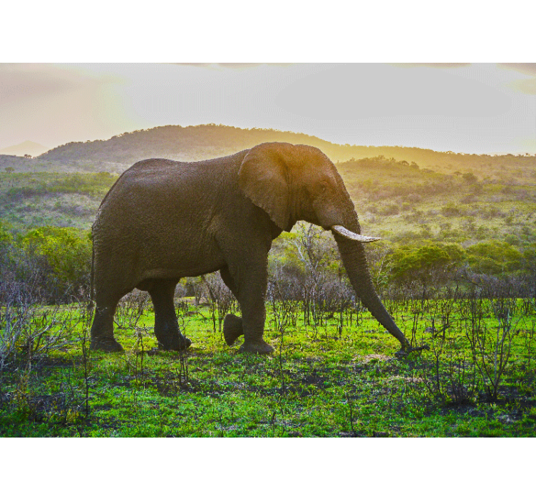 動物 壁画 壮大な象のシーン - TENSTICKERS