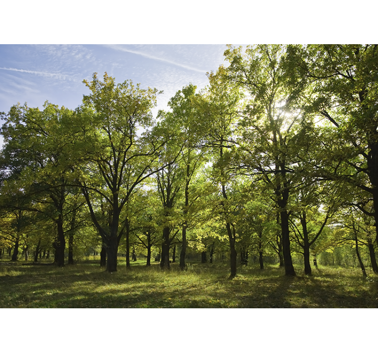 日差しの森の壁の壁画 - TENSTICKERS