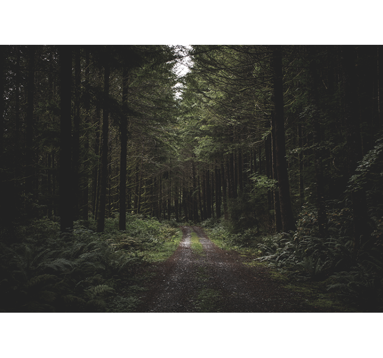 自然 壁画 緑豊かな森の小道 - TENSTICKERS