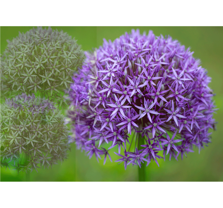 ケシの壁の壁画紫の花のアレンジメント - TENSTICKERS