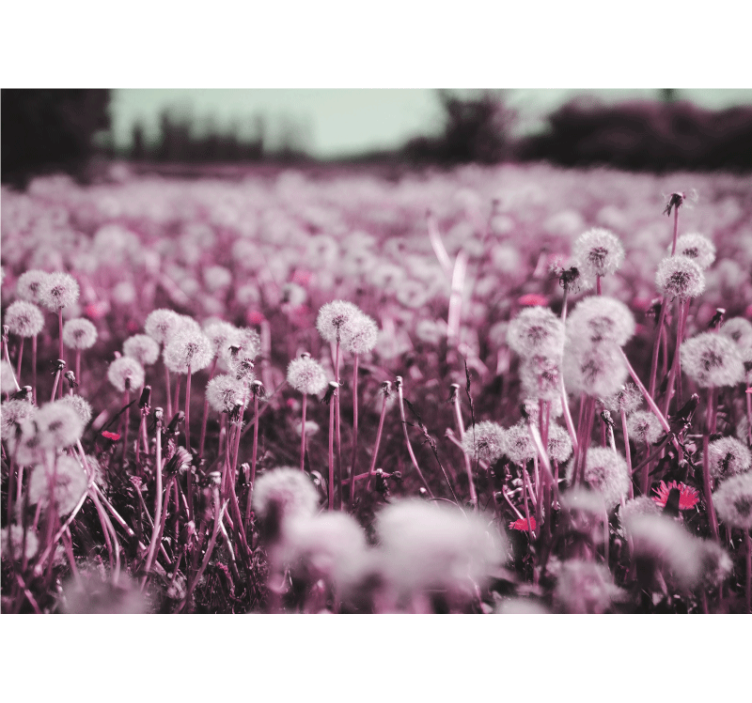 ダンデライオン壁面壁画紫色の野原の風景 - TENSTICKERS