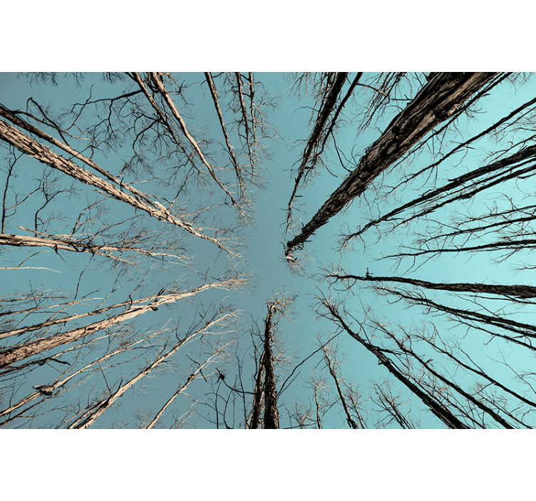 壁画 木 空に向かって伸びる木々 - TENSTICKERS