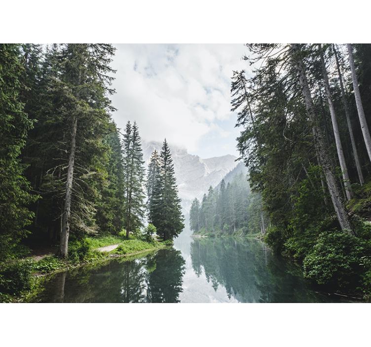 風景壁壁画静かな森の響き - TENSTICKERS