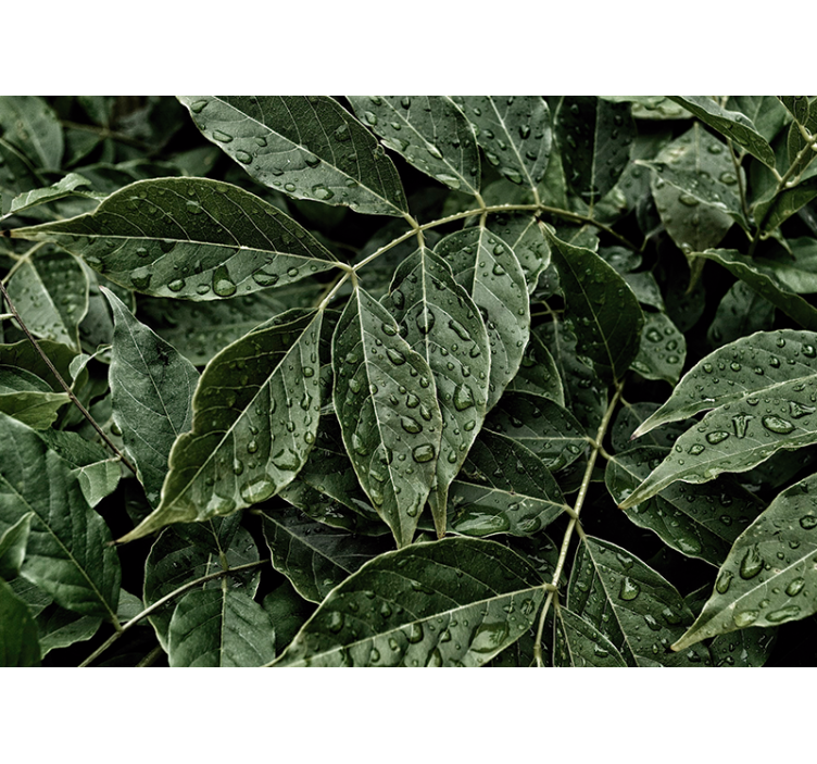 自然 壁画 鮮やかな葉の表面 - TENSTICKERS