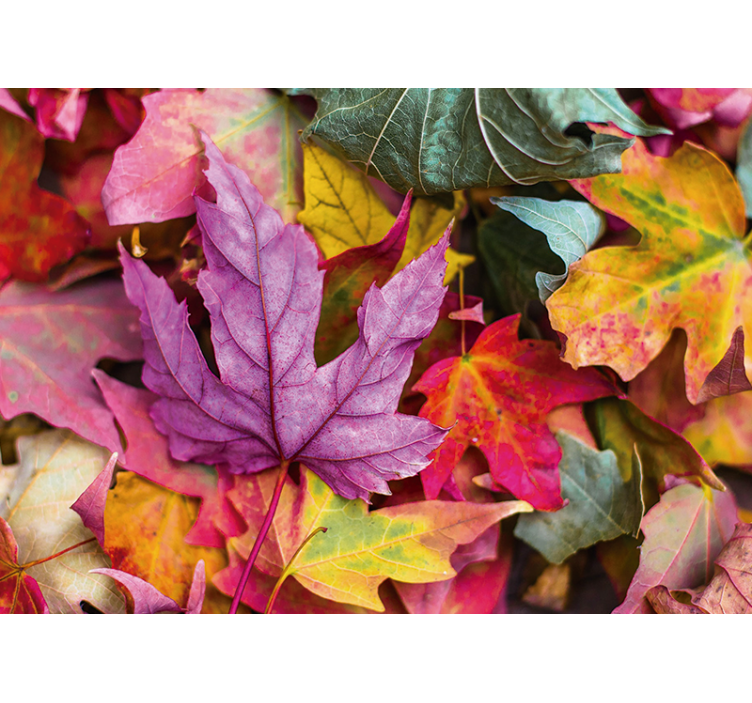 花 柄 壁画 カラフルな葉のパターン - TENSTICKERS