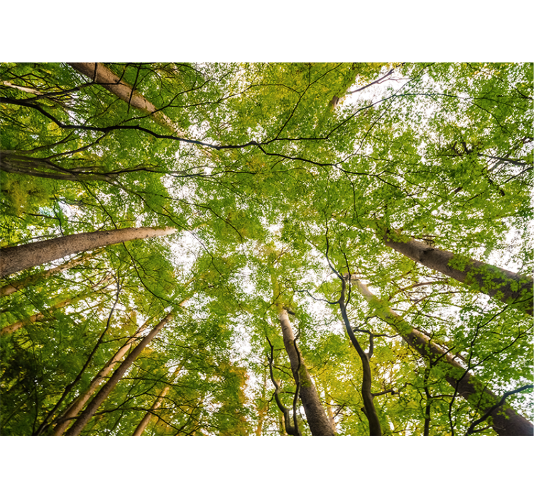 森の壁の壁画豊かな緑の天蓋 - TENSTICKERS