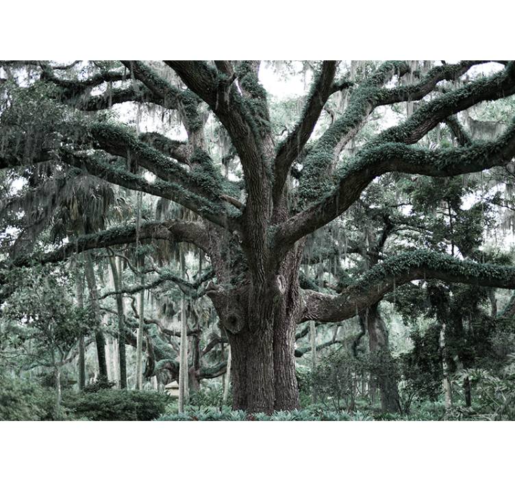 壁画 木 威厳あるオークの枝 - TENSTICKERS