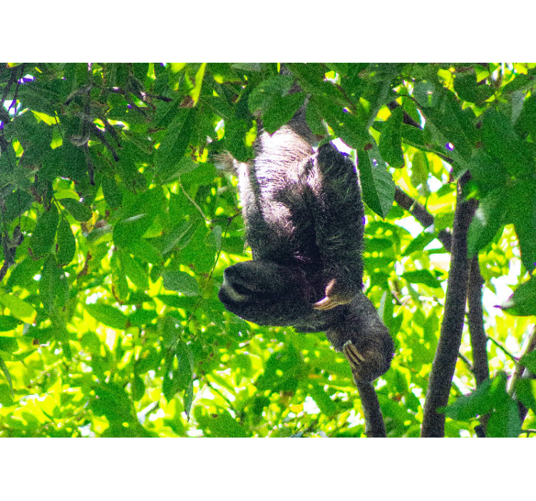 動物 壁画 ナマケモノと緑の葉の飾り - TENSTICKERS