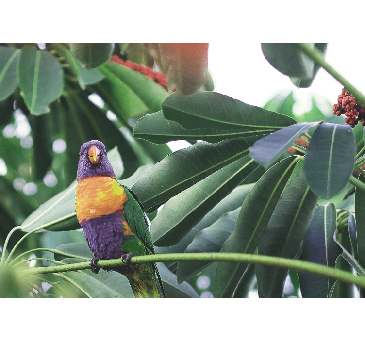 動物 壁画 カラフルなオウムの留まる姿 - TENSTICKERS