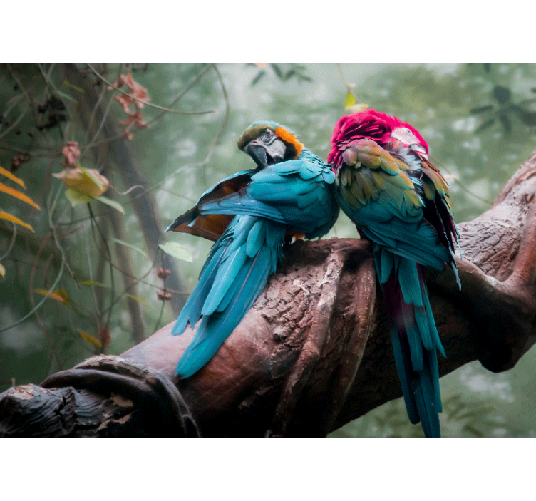 動物 壁画 カラフルなオウムの抱擁 - TENSTICKERS