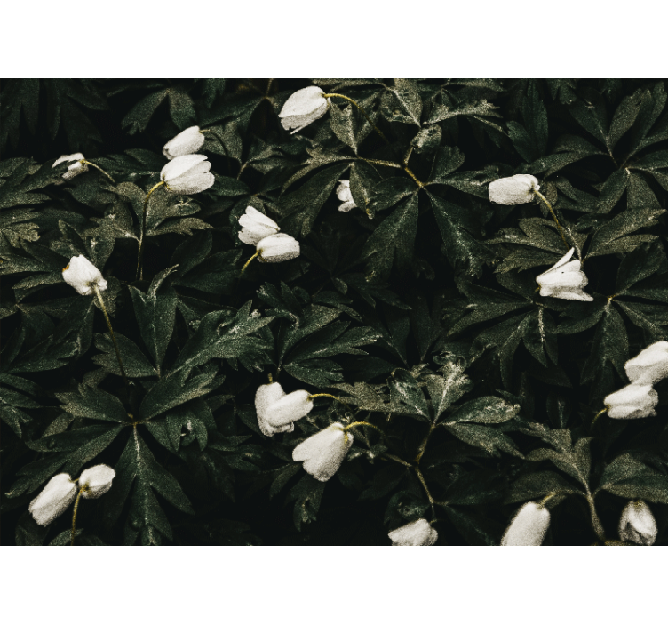 花 柄 壁画 優しい白い花 - TENSTICKERS