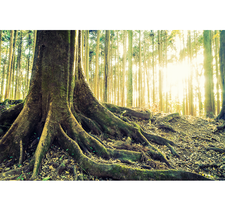 森の壁の壁画 日差しを浴びた木の根 - TENSTICKERS