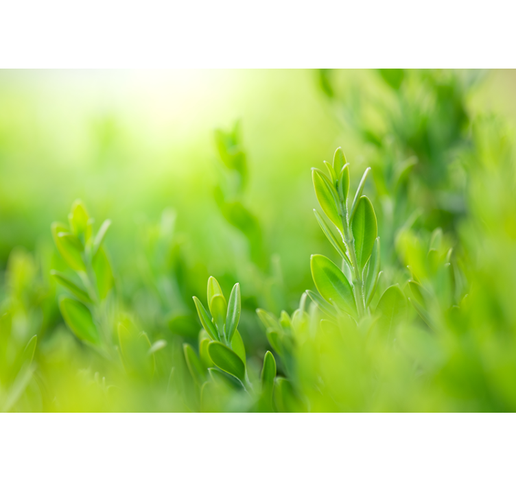 自然 壁画 緑豊かな植物のクローズアップ - TENSTICKERS