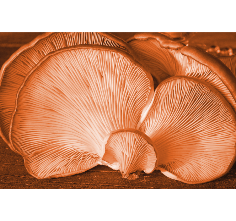 花柄壁画きのこ質感ディスプレイ - TENSTICKERS