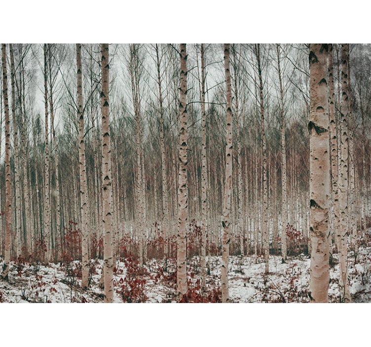 森の壁の壁画白樺の木の風景 - TENSTICKERS