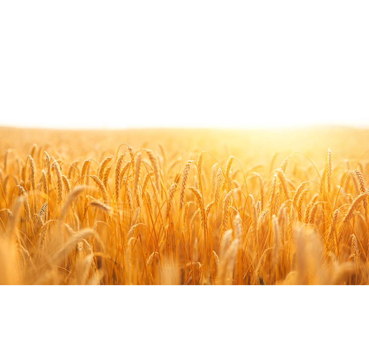 自然 壁画 黄金の穀物草原 - TENSTICKERS