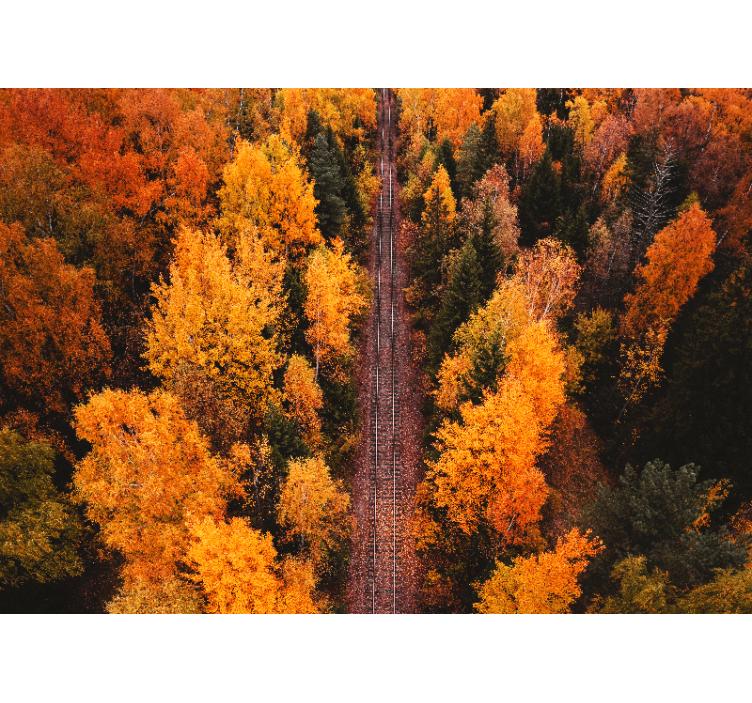 航空写真の森の木々の壁の壁画 - TENSTICKERS