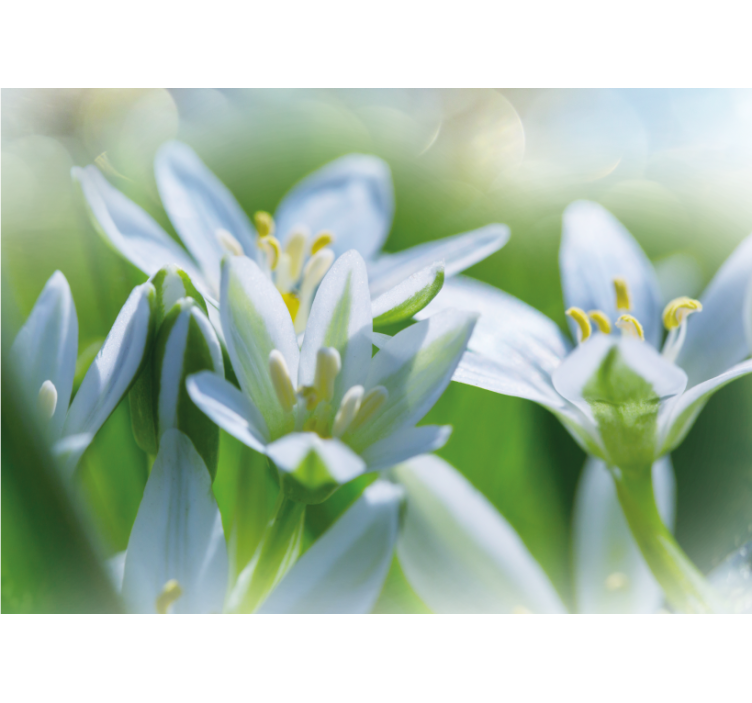 花 柄 壁画 優しい白い花々 - TENSTICKERS