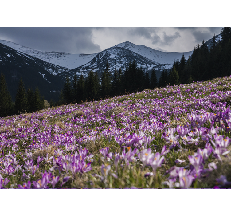 クロッカスの花の壁の壁画の美しい牧草地 - TENSTICKERS