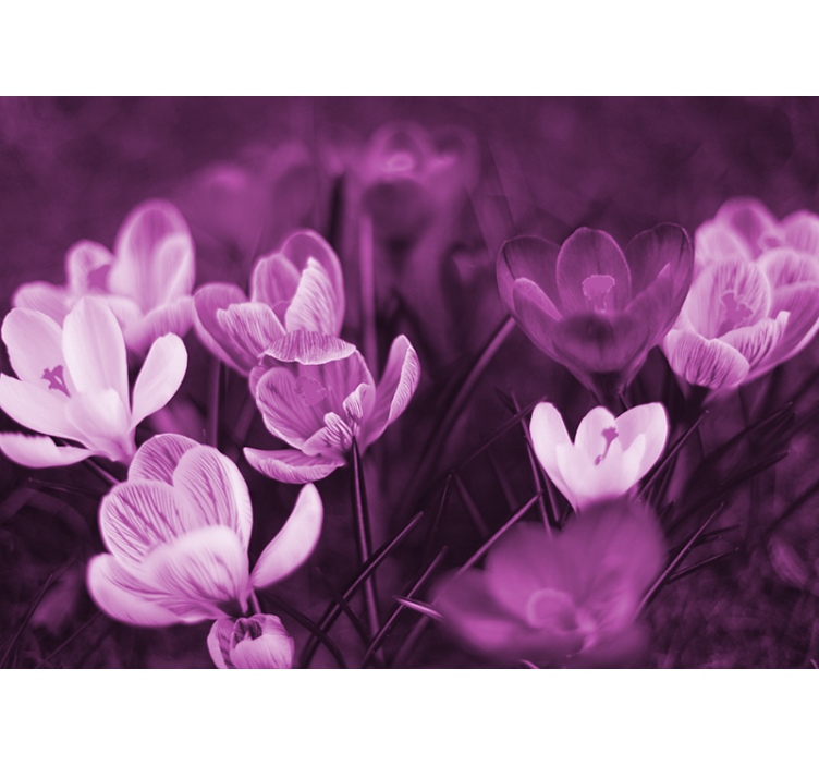 ケシの壁の壁画 繊細な花の開花 - TENSTICKERS