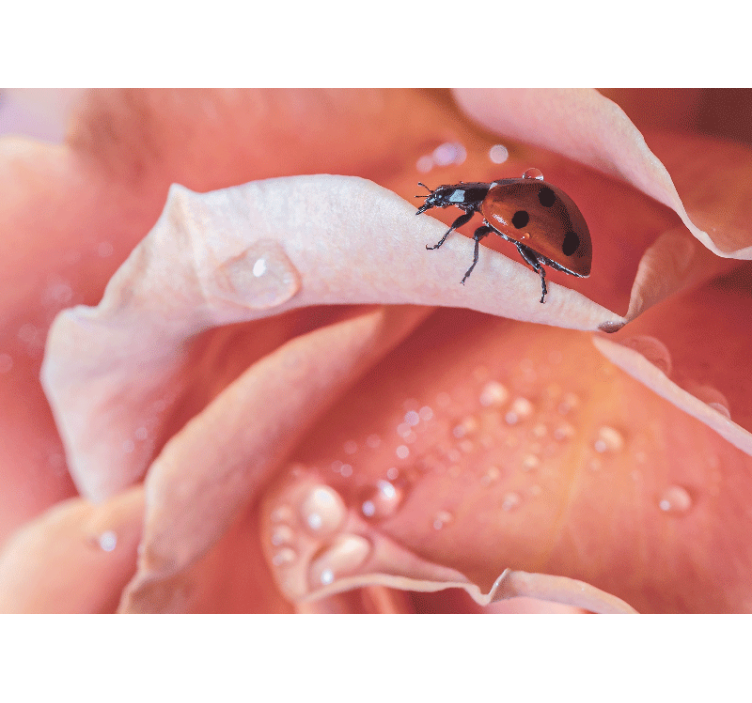 花 柄 壁画 花びらの上のテントウムシ - TENSTICKERS