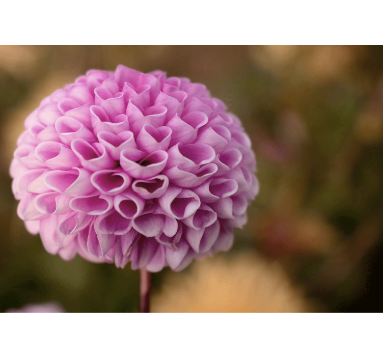 花 柄 壁画 ピンクフローラルスフィア - TENSTICKERS