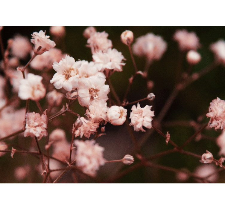 花 柄 壁画 繊細な花々の開花 - TENSTICKERS