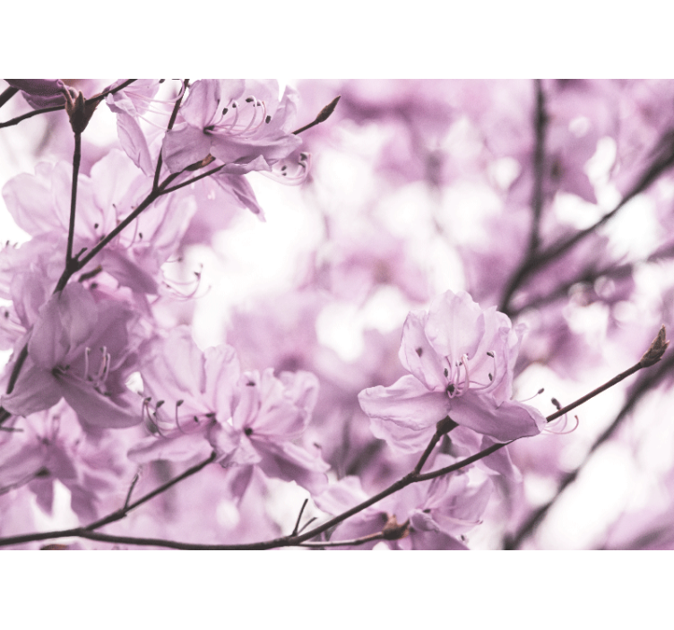 花 柄 壁画 繊細なピンクの花々 - TENSTICKERS