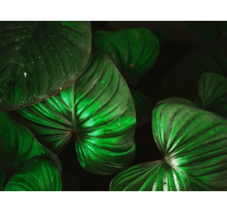 自然 壁画 生き生きとした緑の葉 - TENSTICKERS