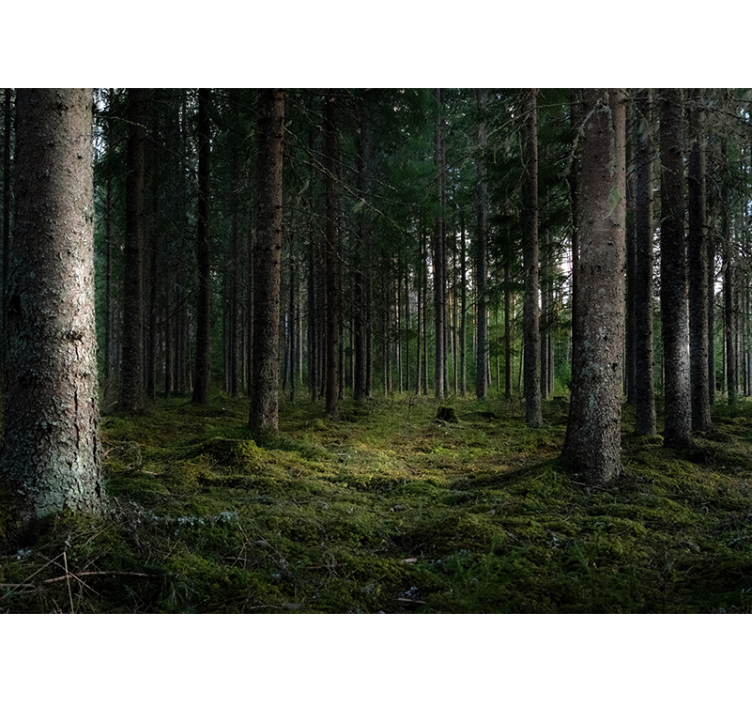 森の壁の壁画穏やかな風景 - TENSTICKERS