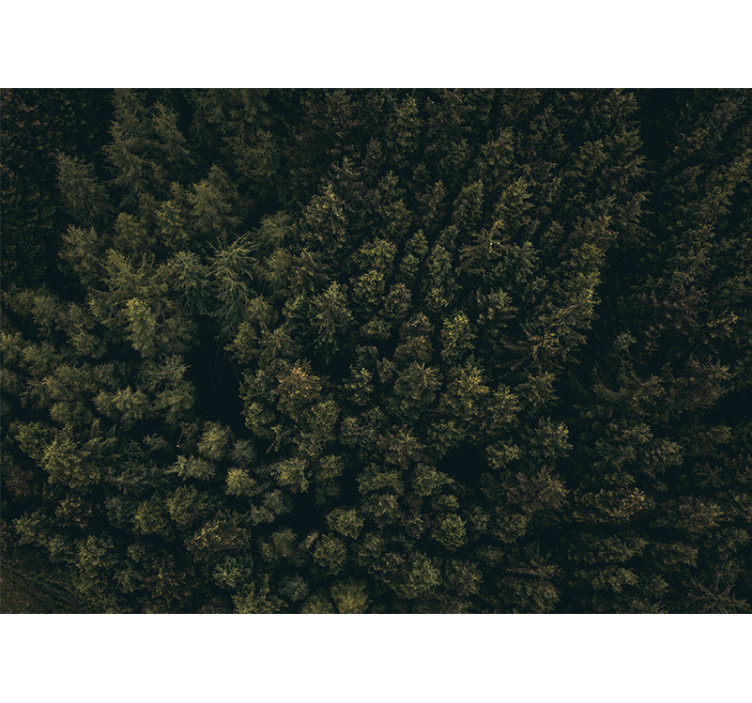 自然 壁画 緑豊かな樹冠 - TENSTICKERS