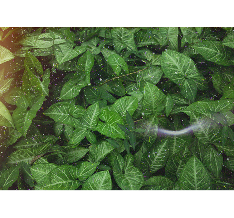 自然 壁画 鮮やかな葉の構成 - TENSTICKERS