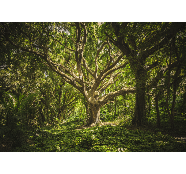 森の壁の壁画壮大な木の天蓋 - TENSTICKERS