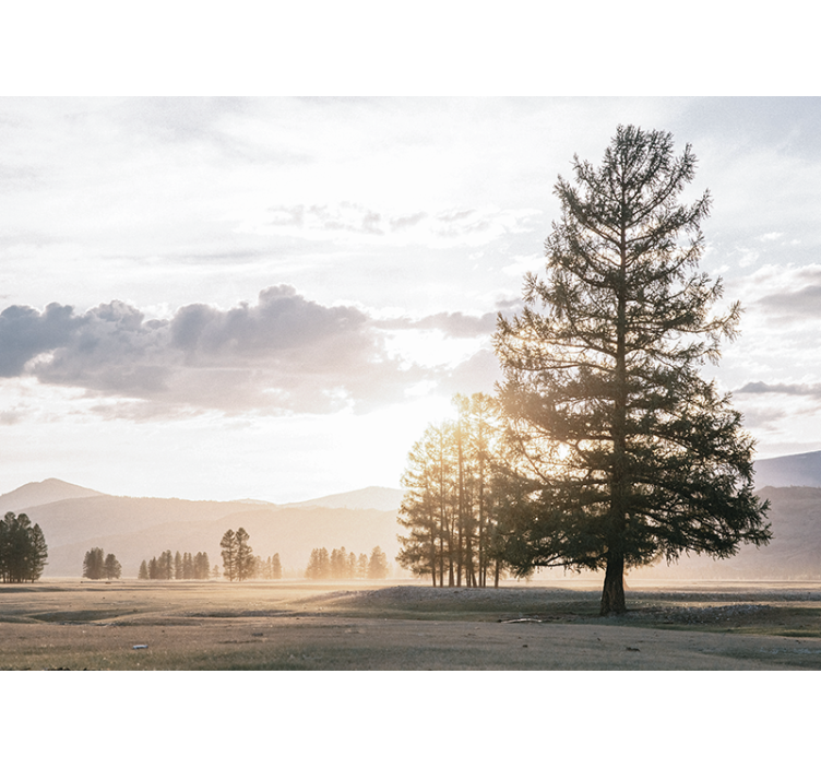 自然 壁画 穏やかな松のシルエット - TENSTICKERS