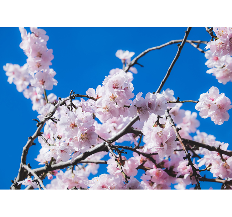 桜の写真壁画 - TENSTICKERS