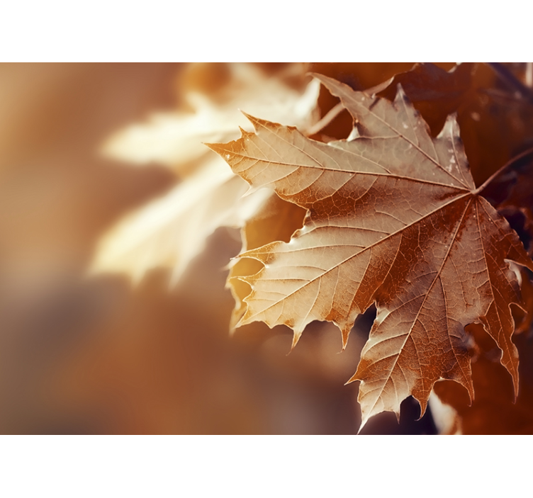 花 柄 壁画 カエデの葉のクローズアップ - TENSTICKERS