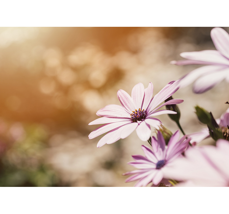 美しいヒナギクピンクの壁の壁画 - TENSTICKERS