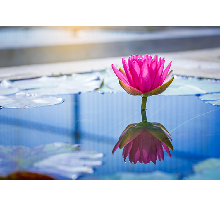 禅環境 壁画 蓮花の静けさ - TENSTICKERS