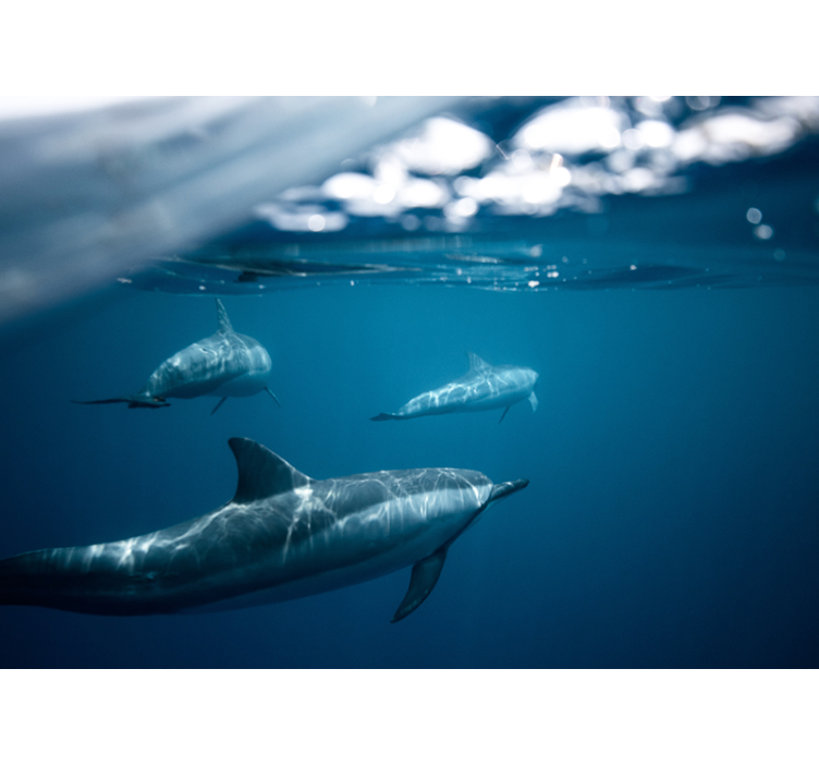 動物 壁画 泳ぐイルカのシーン - TENSTICKERS