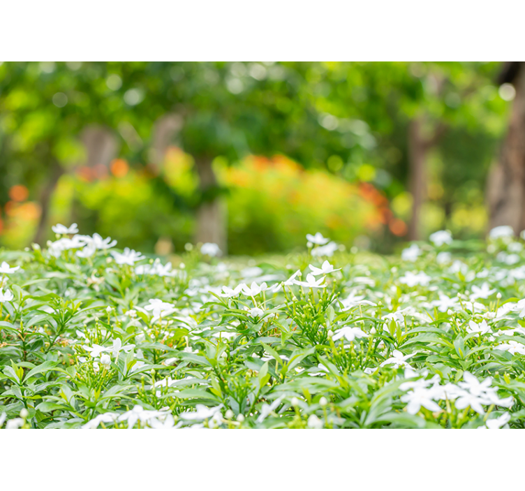 花 柄 壁画 豊かな白い花々 - TENSTICKERS