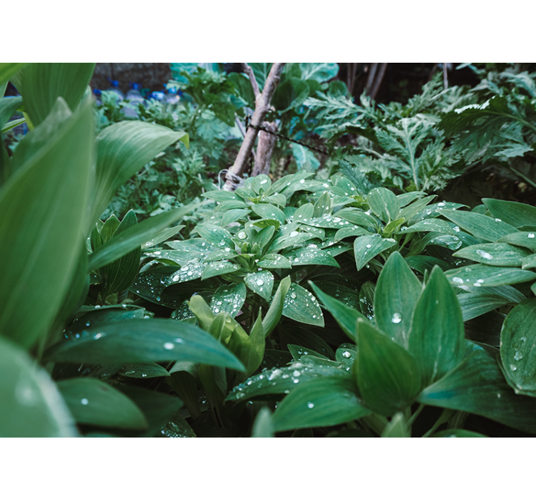 自然 壁画 緑豊かな質感 - TENSTICKERS