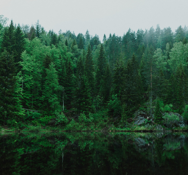 壁画 木 深い森深い森の - TENSTICKERS