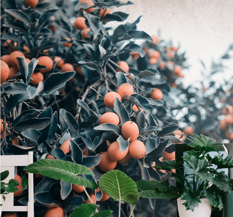 花 柄 壁画 柑橘類の果実の枝 - TENSTICKERS