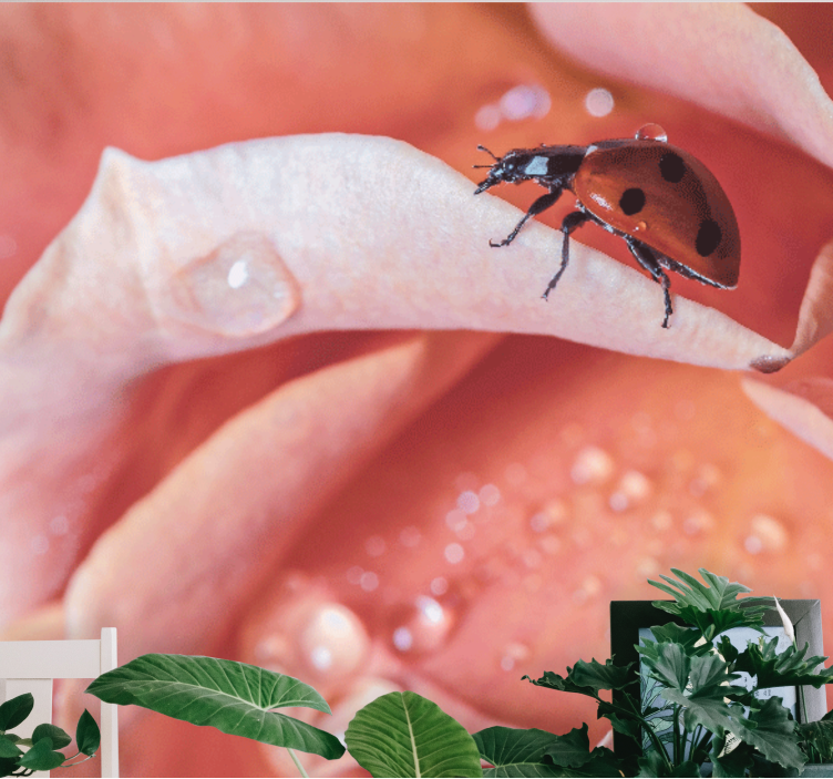 花 柄 壁画 花びらの上のテントウムシ - TENSTICKERS